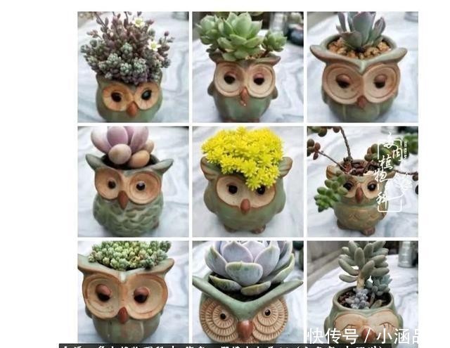 从一颗到500多盆，遇见多肉后，满眼全是你！