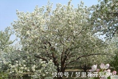 观赏价值|八棱海棠是美化风景的首选观赏树,有极高的观赏价值