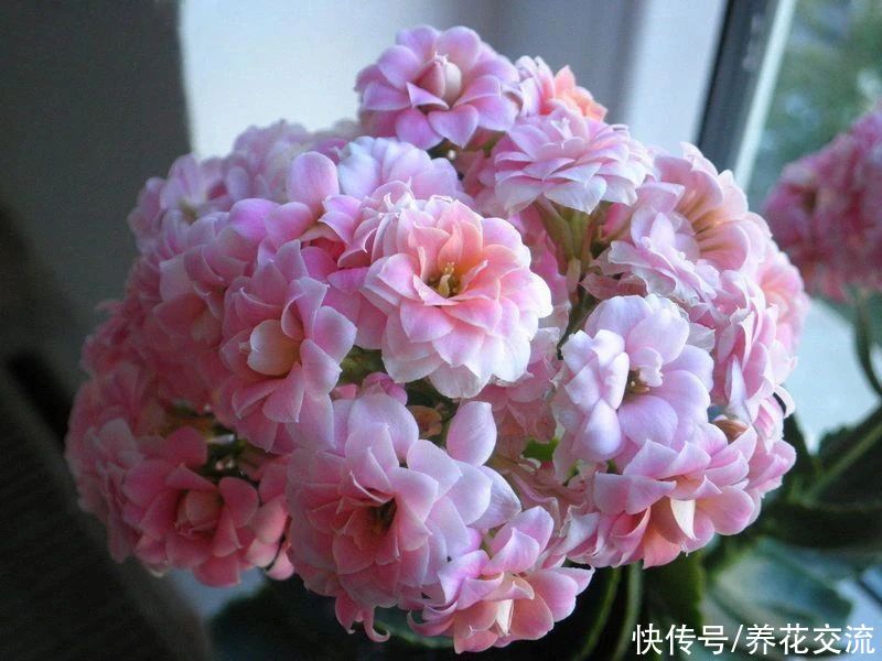 日照|满足短日照的环境,长寿花四季都在开花,神奇的开花型多肉植物