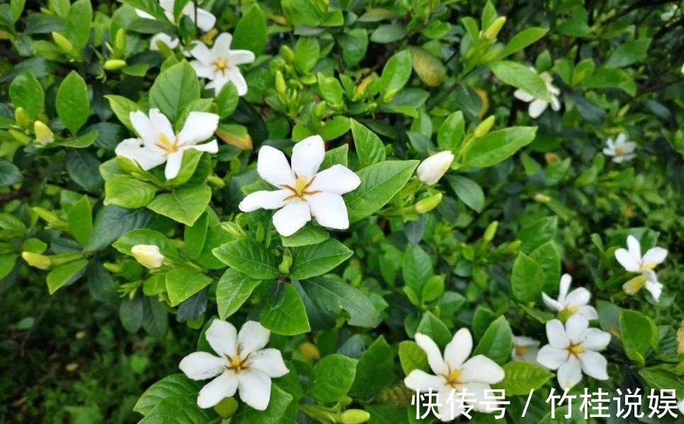 栀子花开|越穷越要养的“3大镇宅花”,既养人又运财,图4养好值不少钱
