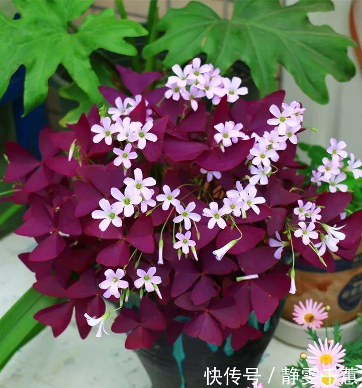 蓝雪花|7种“省心花”，耐阴、耐旱，不招虫、生病少，还特爱开花