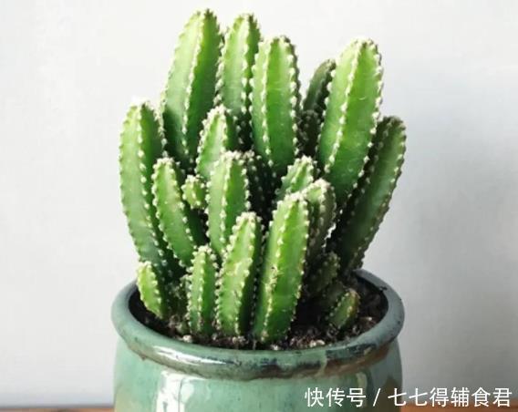 春天|生长快速的9种多肉，春天就养这些肉肉了，一年半载就能养爆盆
