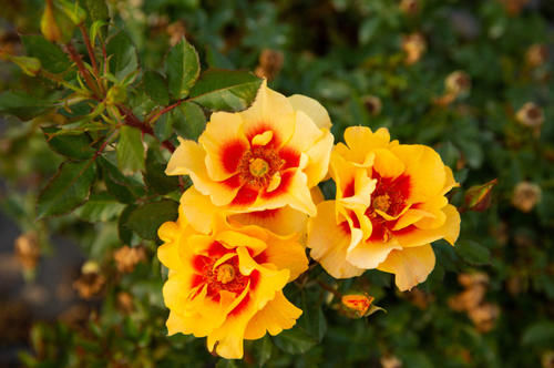 看完文章才知道,中国月季不止今天的美丽,还有辉煌的曾经