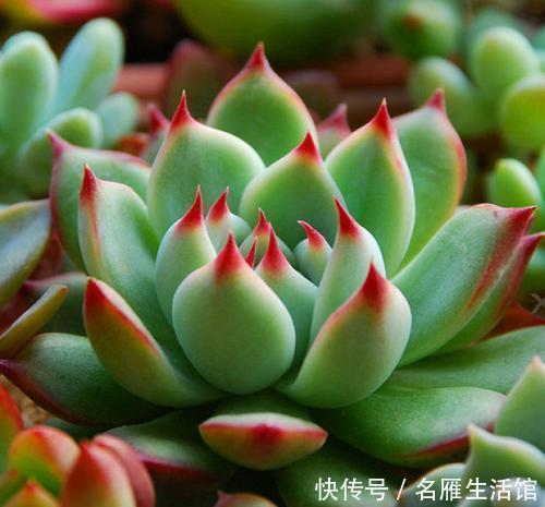 最厉害的养花营养液给多肉植物喝一勺,新叶呼呼长,不比花肥差