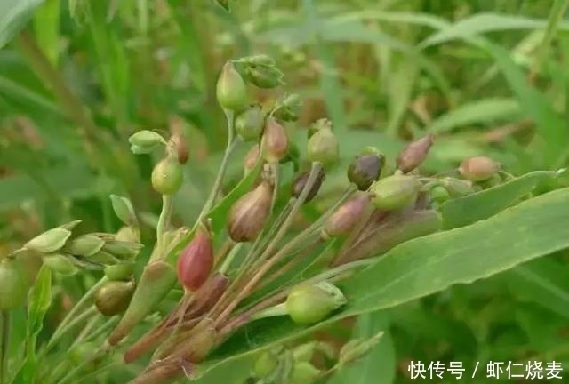 它既是粮食又是中药!肿瘤专家:这样吃更能发挥积极作用!