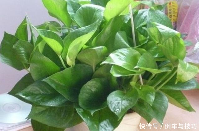 绿萝到底怎么浇水2个浇水技巧,学会浇水就能把绿萝养爆盆!