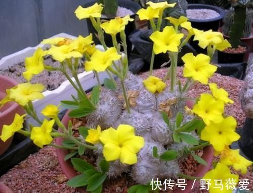 这4类多肉植物,终将被淘汰,因为价格实在太贵!