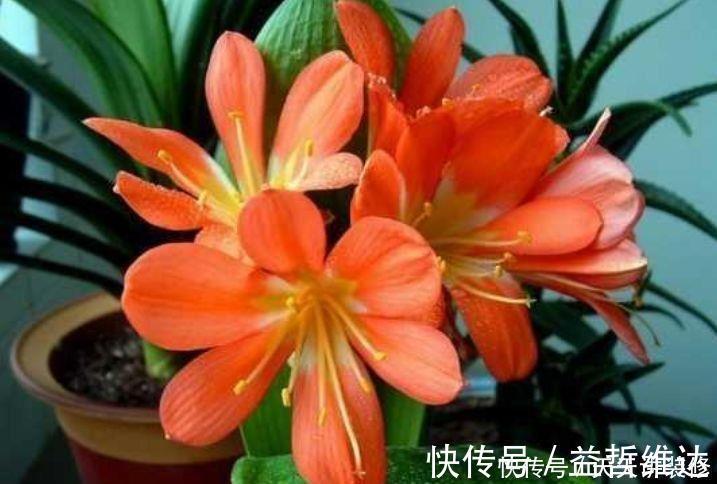 妖娆|4种花是真正的开花机器,花姿妖娆,姿色艳丽