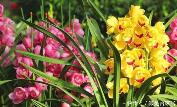 4种花养家里，颜色丰富又艳丽，四季都赏花，家里变成小花园