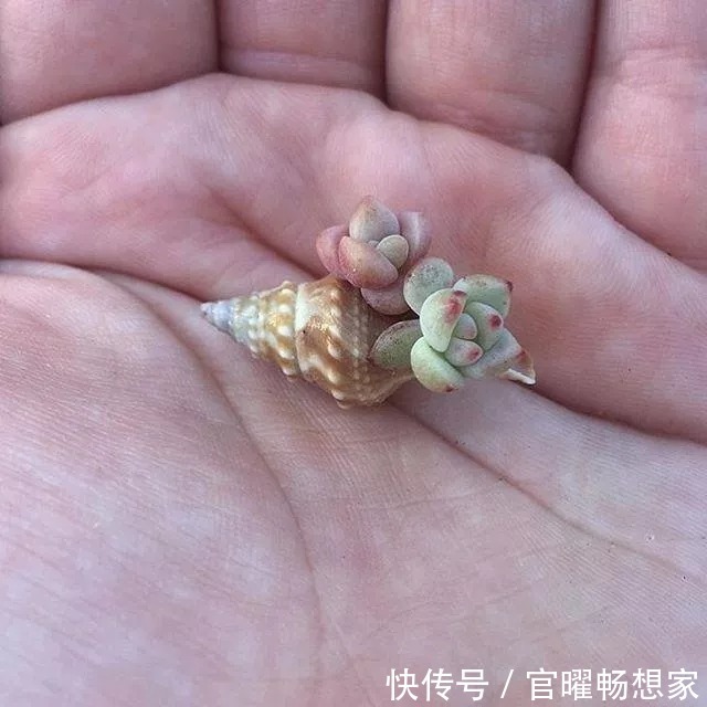 指甲盖大小的多肉你见过吗自己在家就能养出来，可爱到心颤！