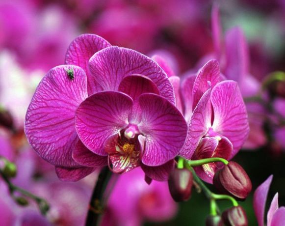 养花就养几种花，家里养一盆，花期长达200天，阳台养出小花园