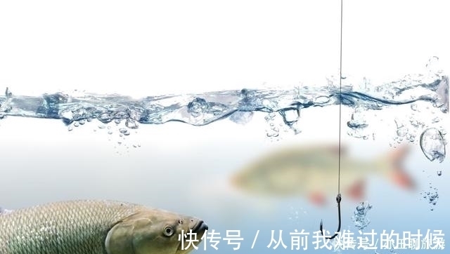 长子|钓鱼可能从来没有想过认真分析这两点,这才是夏季获鱼的要点所在
