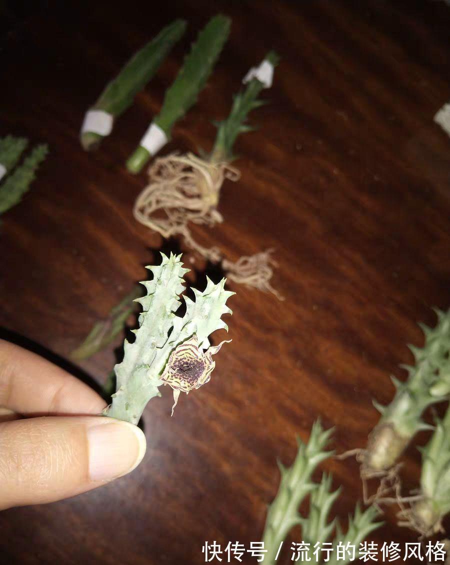 家里养了这花,满屋子都是臭味,家人让我赶紧扔掉