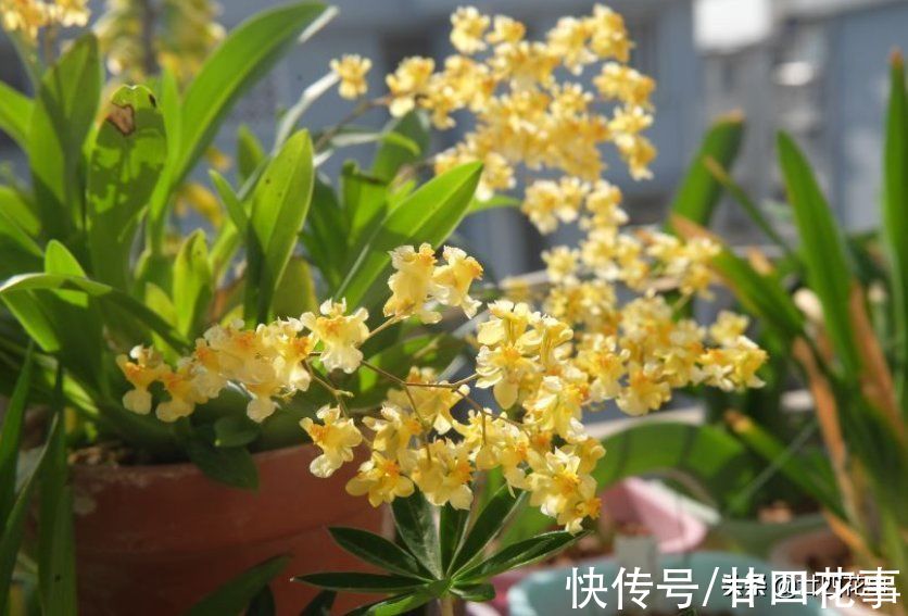 秋冬养盆“吉祥兰”，春节开花百朵！比国兰好度夏，新手也能养好