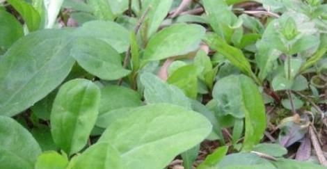 营养价值|农村常见的2种野菜，不但营养价值高，润肺止咳也有奇效！