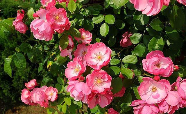 移栽|地栽藤本月季是否要经常浇水,考虑这两个因素!