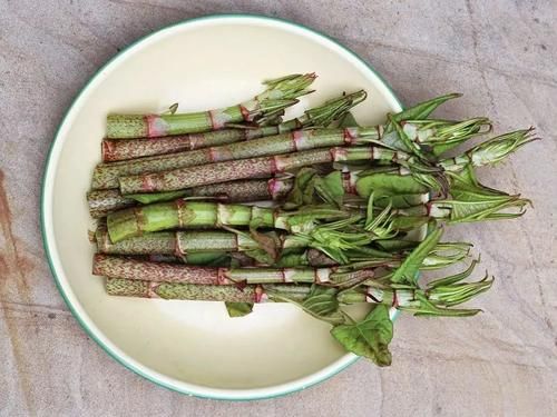 中年|在我国是极品抢手野菜，在欧洲却成入侵植物，每年花上亿无法治理