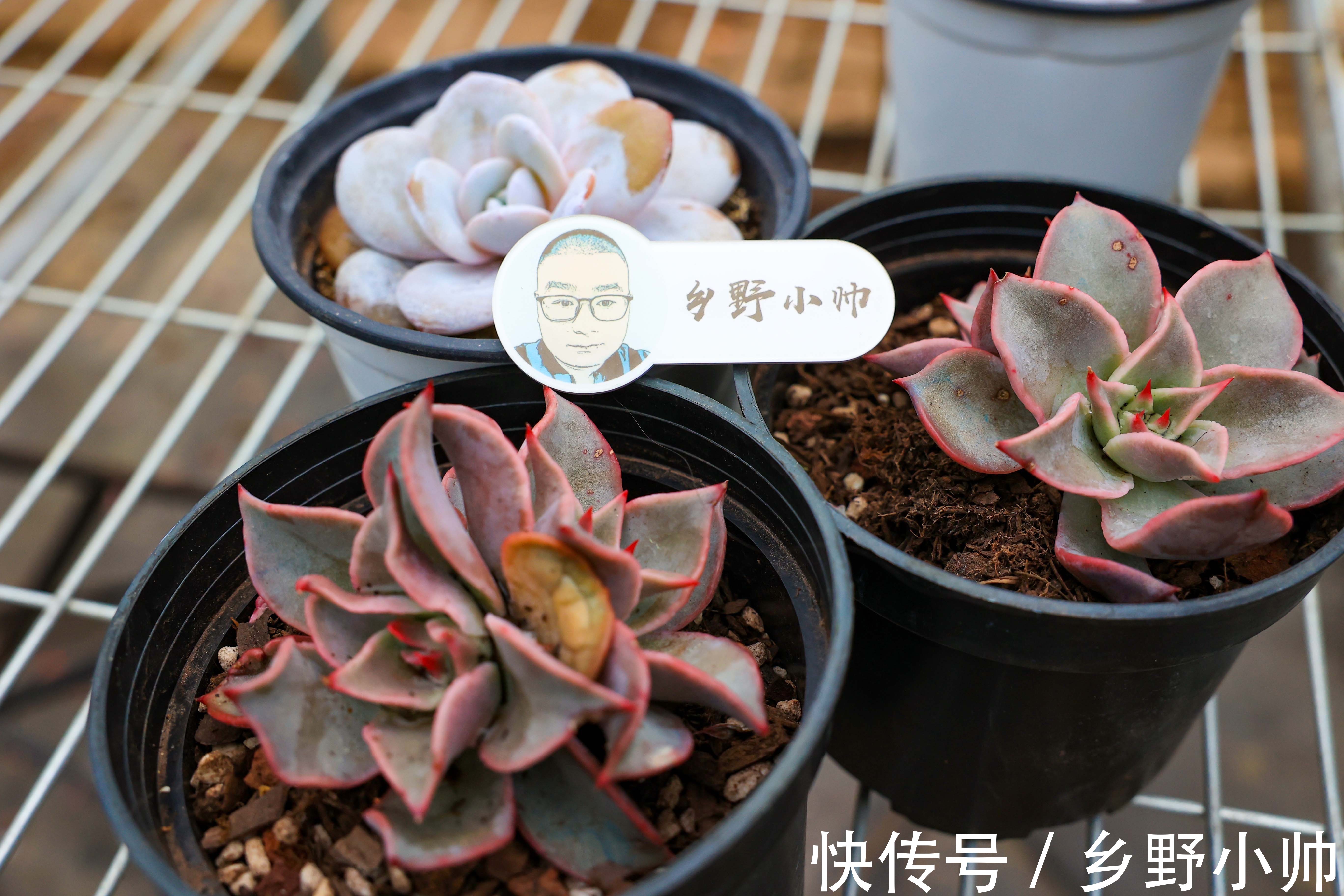 小帅说肉：饺子皮是多肉的“黄金生长期”，夏天养护要注意这些