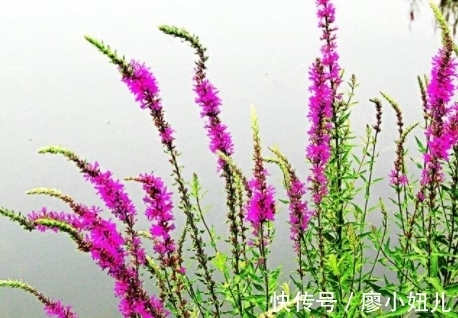 薰衣草|形似柳叶,犹如湖畔迷路的薰衣草,不要去破坏