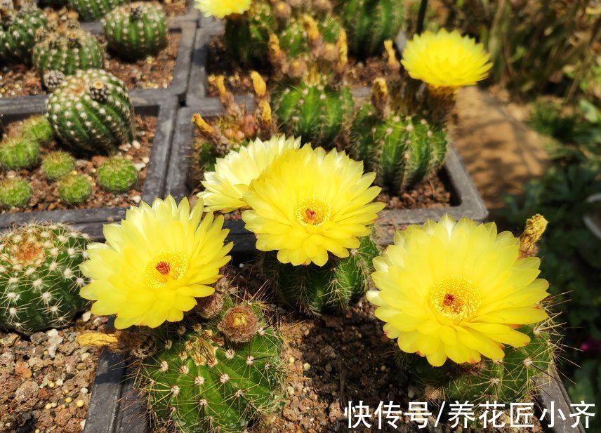 只有少数人才知道的仙人球“虐养”技巧,你若学会,就能花开不停