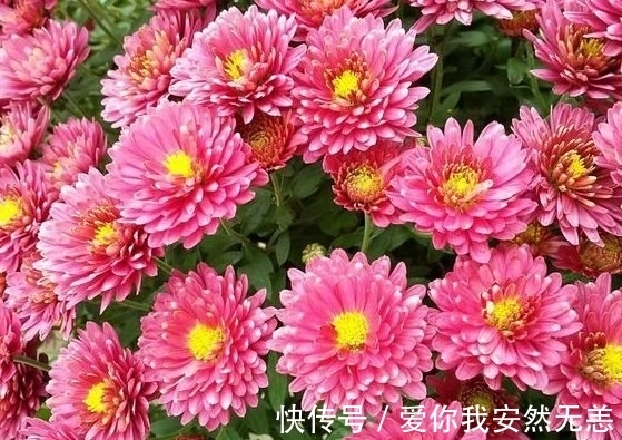 农历十一月大雪过后，养什么花？家里养3种花，幸福如意吉祥如意