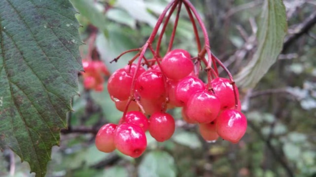 生物|杨向红镜头下的玉龙雪山奇花异草，见证了丽江生物多样性之美