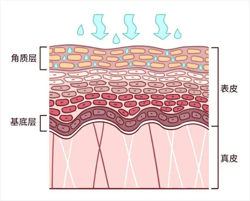 角质层|天天敷面膜，不是护肤是「毁脸」