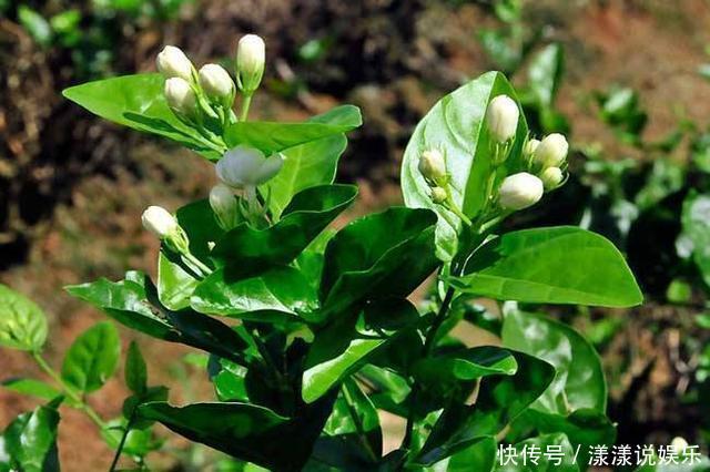 花卉|月季开花正旺,你家连花苞都没有,注意这几点,开花不断