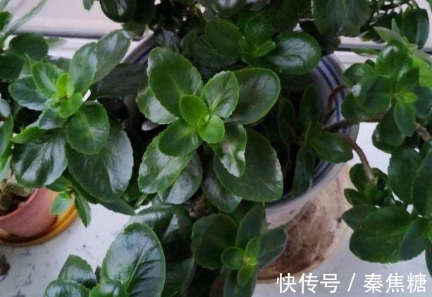 营养物质|冬日长寿花开完花后,马上动手做4件事,10天就能迎来下一波花