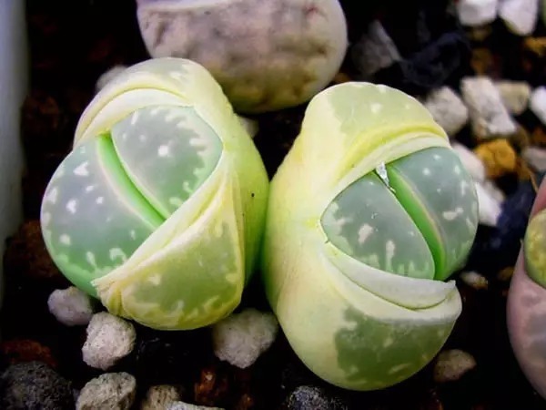 名贵植物排行,令人大开眼界!