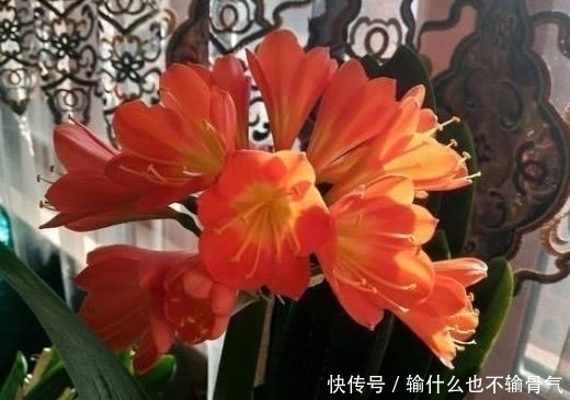 光泽|想要君子兰长的好,用一粒药,树叶茂盛光泽开花颜色好看!