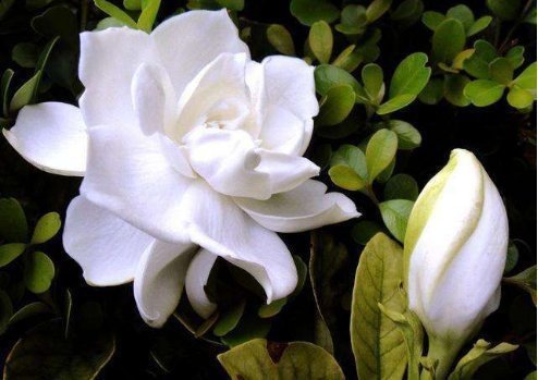 4月份扦插这几种花,好活好养又漂亮,四季花开不断,高贵优雅