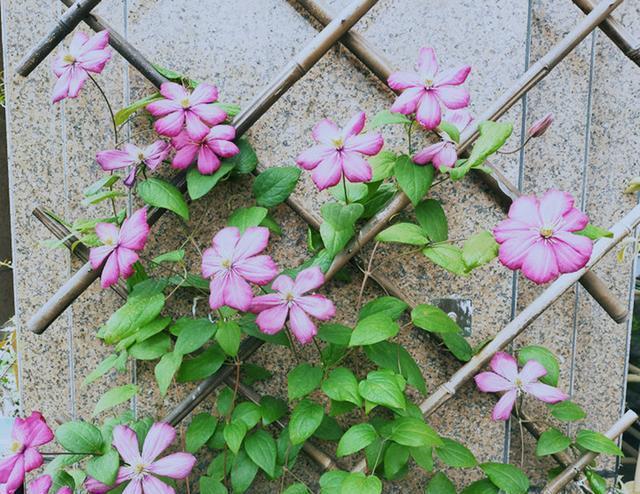 家里爬藤植物长不快,教你一招,爬藤飞快还不容易长虫