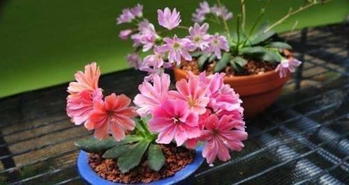花卉|买菜的塑料袋别扔了,用来养花,养啥都旺,谁用谁知道