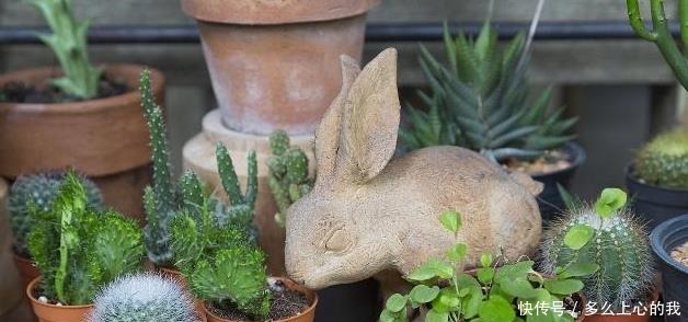 如何养好“多肉”免费教你一招“多肉”养殖技术!