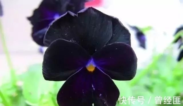 黑杰克|盘点：20种世界上最黑的花，黑的美，黑的妙，黑的呱呱叫