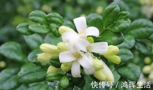 卤肉|乡下一种野草，叶子嚼一嚼能治牙疼，晒干了能卤肉，还能当做盆栽