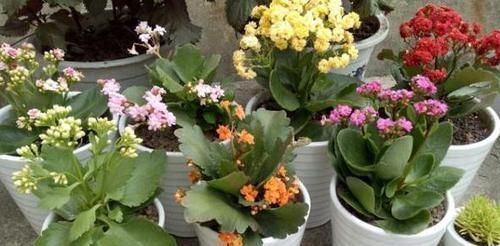 吊兰|4种植物最适合懒养,十天半个月不用浇水,照样长势旺