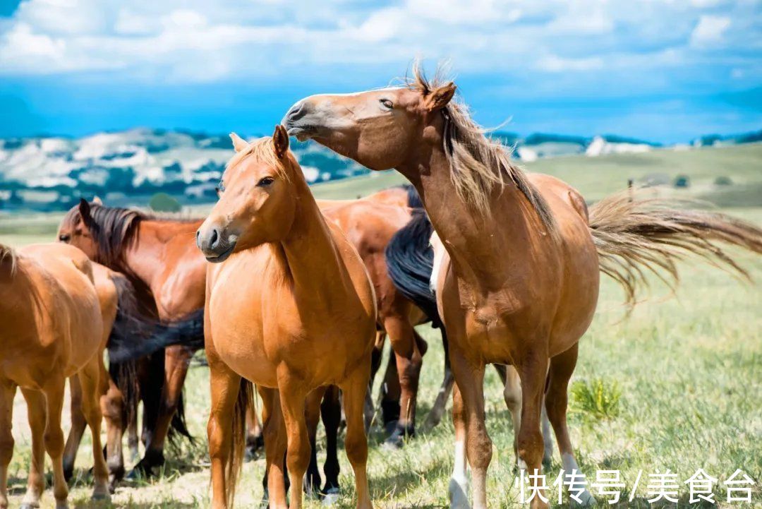 内蒙|吃肉爱好者的盛宴，一顿吃掉两千头羊