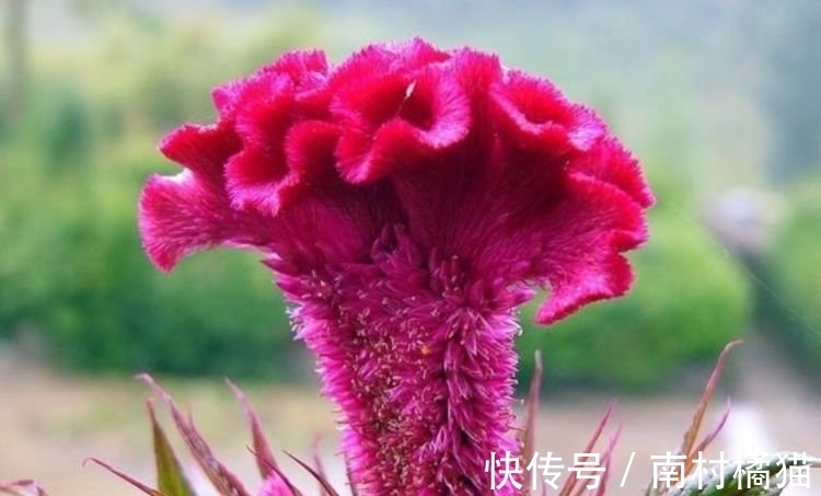 家里养上几种花,365天开花不断,花团锦簇,比牡丹还美