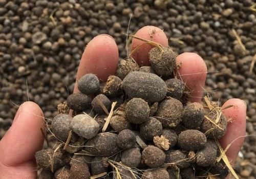 养月季没有那么复杂,“两种肥”轮流给,花苞更多叶子绿