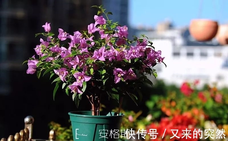 越冬|家里有这花，露养断水2个月，安全越冬50盆