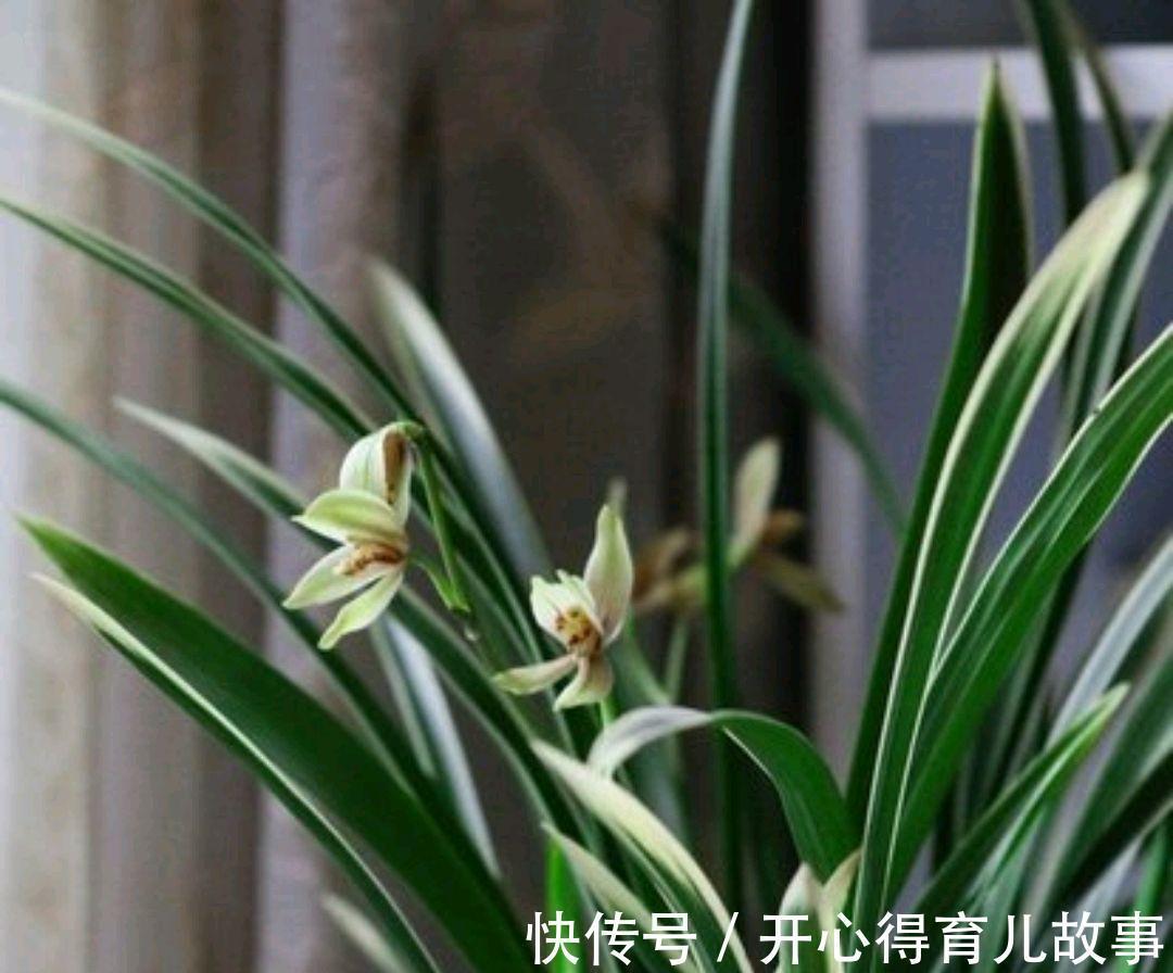 兰花开花后，做好这些，才能快速复壮