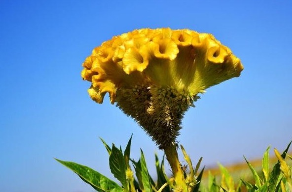 清热解毒|十人九痔，李时珍称赞过的“野花”，连续饮水3天，痔疮会远离你