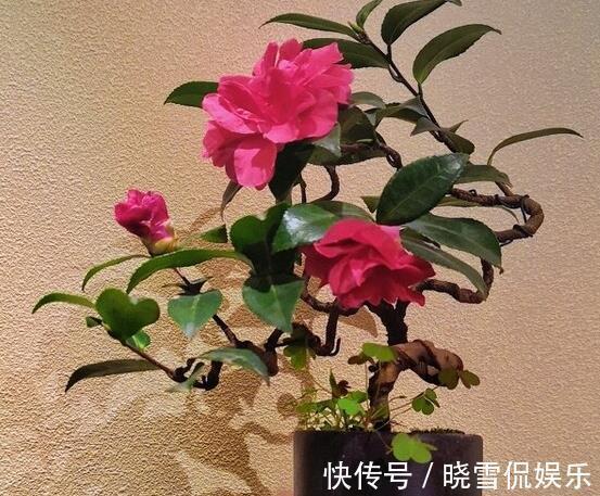 茶花|秋天养茶花,牢记四个“不”,花苞变大快,看着就开心