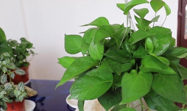 办公室水培绿萝，如何养护到位迎合5点小要求，茎叶四季常青
