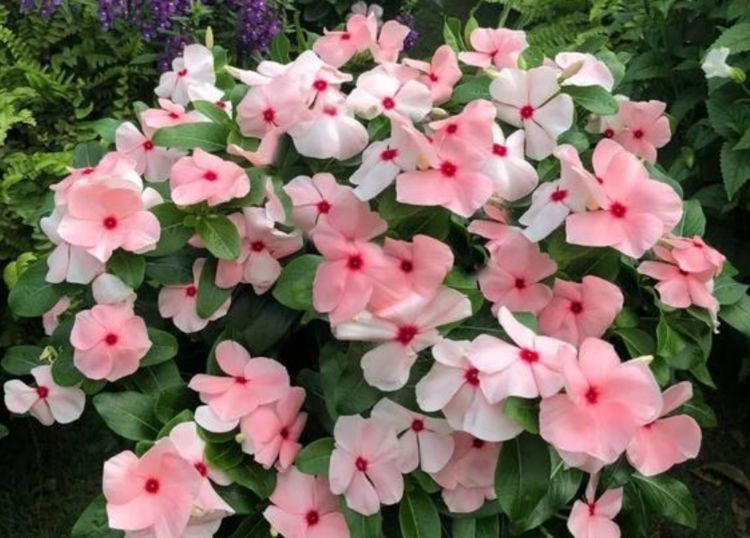 几款花卉,花开繁盛花香怡人,花期超长,一开就停不下来