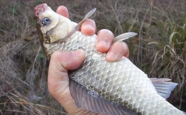 钓手|冬钓鲫鱼,如何选钓位?老钓手都喜欢去这六个地点,不要错过了!