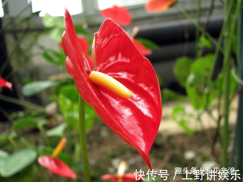红掌养了大半年不见长，还有黄叶病叶，处理都简单，想开花就难了