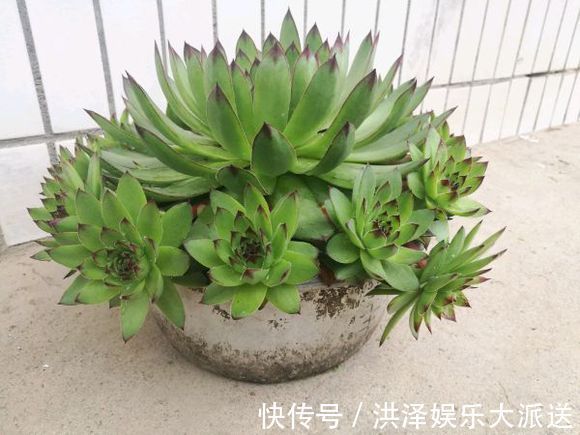 浇水|多肉观音莲在夏季换盆不生根几个小妙招,蹭蹭生根快易爆盆